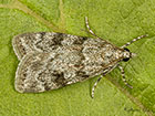  63.064 Scoparia ambigualis Copyright Martin Evans 