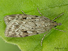  63.064 Scoparia ambigualis Copyright Martin Evans 