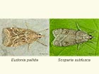  63.075 Eudonia pallida & Scoparia subfusca Copyright Martin Evans 