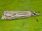  63.086 Crambus lathoniellus Copyright Martin Evans 