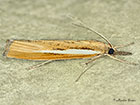  63.089 Agriphila tristella Copyright Martin Evans 