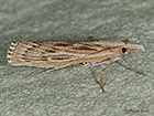  63.108  Pediasia fascelinella Copyright Martin Evans 