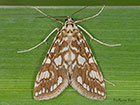  63.114 Elophila nymphaeata Copyright Martin Evans 