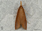  63.120 Schoenobius gigantella female Copyright Martin Evans 