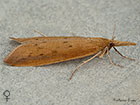  63.120 Schoenobius gigantella female Copyright Martin Evans 