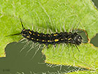  66.001 December Moth larva 4mm Copyright Martin Evans 