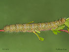  66.001 December Moth larva 53mm Copyright Martin Evans 