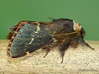  66.001 December Moth male Copyright Martin Evans 