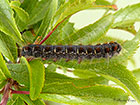  66.005 Small Eggar larva 25mm Copyright Martin Evans 