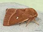  66.006 Grass Eggar Copyright Martin Evans 