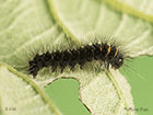  66.008 Fox Moth larva 7mm Copyright Martin Evans 
