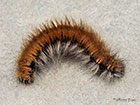  66.008 Fox Moth larva 45mm Copyright Martin Evans 