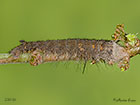  66.012 Lappet larva 23mm Copyright Martin Evans 