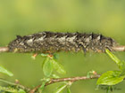  66.012 Lappet larva 52mm Copyright Martin Evans 