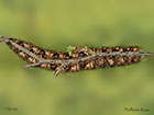  66.012 Lappet larva underside 75mm Copyright Martin Evans 