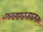  66.012 Lappet larva 88mm Copyright Martin Evans 