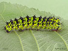  68.001 Emperor Moth larva 32mm Copyright Martin Evans 