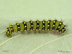  68.001 Emperor Moth larva 38mm Copyright Martin Evans 