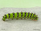  68.001 Emperor Moth larva 50mm Copyright Martin Evans 