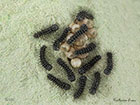  68.001 Emperor Moth newly hatched larva 5mm Copyright Martin Evans 