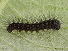  68.001 Emperor Moth larva 5mm Copyright Martin Evans 