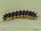  68.001 Emperor Moth larva 23mm Copyright Martin Evans 