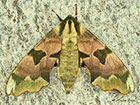  69.001 Lime Hawk-moth female Copyright Martin Evans 