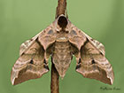  69.002 Eyed Hawk-moth Copyright Martin Evans 