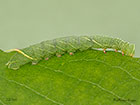  69.003 Poplar Hawk-moth larva 22mm Copyright Martin Evans 