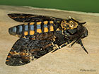  69.005 Deaths Head Hawk-moth Copyright Martin Evans 