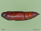  69.005 Deaths Head Hawk-moth pupa 58mm Copyright Martin Evans 