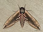  69.006 Privet Hawk-moth Copyright Martin Evans 