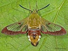  69.009 Broad-bordered Bee Hawk-moth Copyright Martin Evans 
