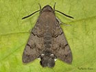  69.010 Humming-bird Hawk-moth Copyright Martin Evans 