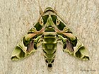  69.011 Oleander Hawk-moth Copyright Martin Evans 