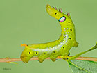  69.011 Oleander Hawk-moth larva 55mm Copyright Martin Evans 