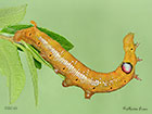  69.011 Oleander Hawk-moth larva 60mm Copyright Martin Evans 