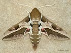  69.013 Spurge Hawk-moth Copyright Martin Evans 