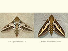  69.013 Spurge Hawk-moth and Bedstraw Hawk-moth Copyright Martin Evans 