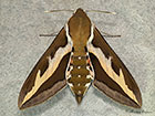  69.014 Bedstraw Hawk-moth Copyright Martin Evans 
