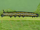  69.015 Striped Hawk-moth larva 33mm Copyright Martin Evans 