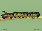  69.015 Striped Hawk-moth larva 36mm Copyright Martin Evans Copyright Martin Evans 