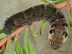  69.016 Elephant Hawk-moth larva 55mm Copyright Martin Evans 