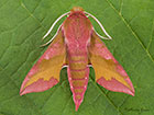  69.017 Small Elephant Hawk-moth Copyright Martin Evans 