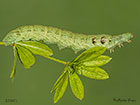  69.017 Small Elephant Hawk-moth larva 43mm Copyright Martin Evans 