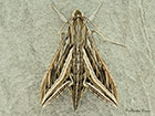  69.018 Silver-striped Hawk-moth Copyright Martin Evans 