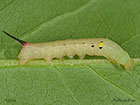  69.018 Silver-striped Hawk-moth larva 14mm Copyright Martin Evans 