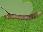  69.018 Silver-striped Hawk-moth larva 16mm Copyright Martin Evans 