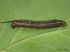  69.018 Silver-striped Hawk-moth larva 23mm Copyright Martin Evans 