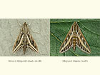  69.018 Silver-striped Hawk-moth and Striped Hawk-moth Copyright Martin Evans 